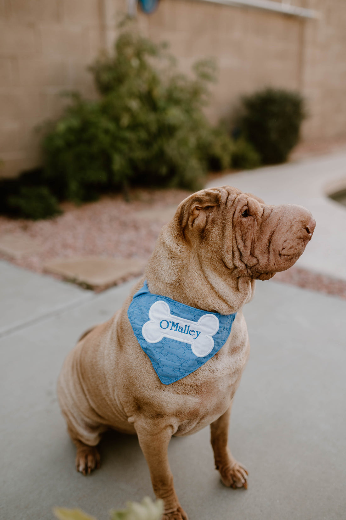Keeping Your Canine Companion Cozy and Stylish